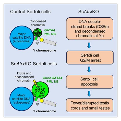 Y Chromosome Damage Underlies Testicular Abnormalities In Atr X