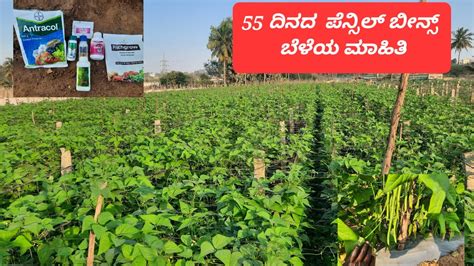 55 ದನದ ಪನಸಲ ಬನಸ ಬಳಯ ಮಹತ 55 days pencil Beans information