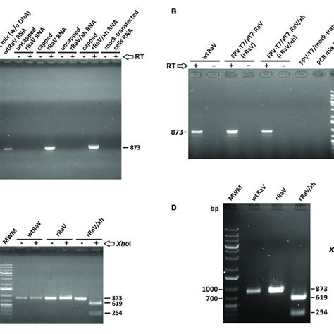 A Formaldehyde Agarose Denaturing Gel Analysis Of Virion Rna Download Scientific Diagram