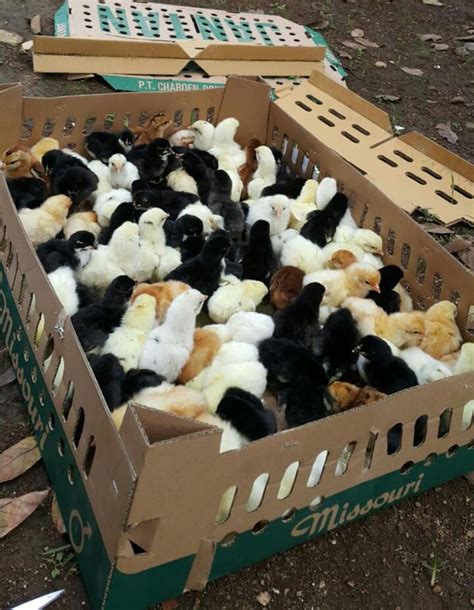 Harga Jual Doc Atau Bibit Ayam Kampung Super Joper Ternate