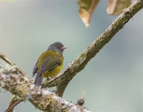 Flickriver Photoset Grey Hooded Bush Tanager By Sarbhlohharjeet