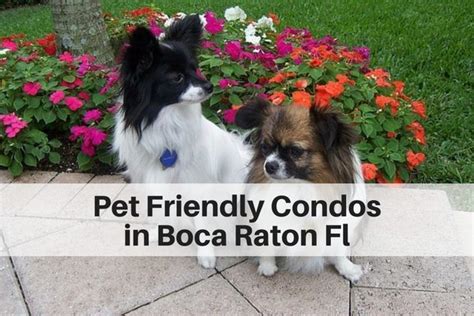 Pet Friendly Condos in Boca Raton, Highland Beach FL | Boca Raton FL ...