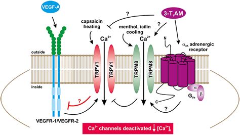 Frontiers Trpm8 Activation Via 3 Iodothyronamine Blunts Vegf Induced