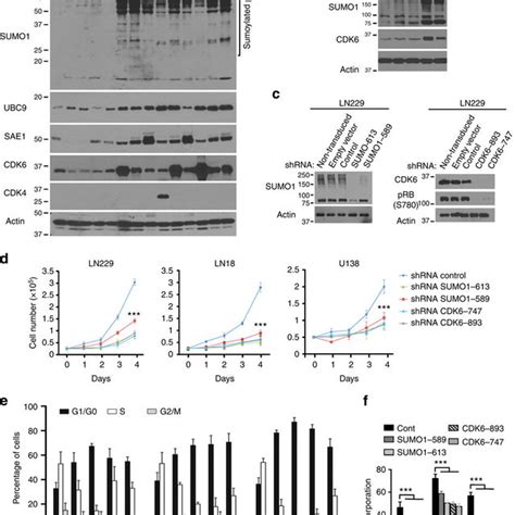 Sumo Conjugation Drives The Cell Cycle Progression Through G S