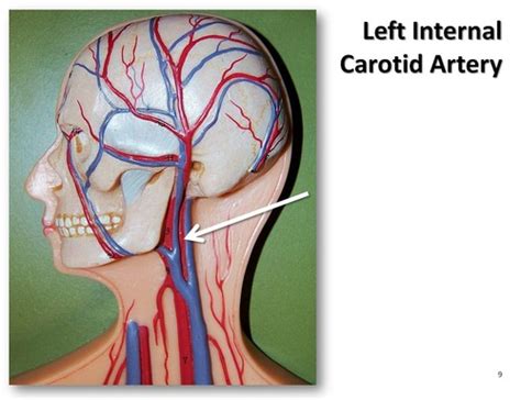 Arteries Of The Head And Neck Study Sheet Flashcards Quizlet