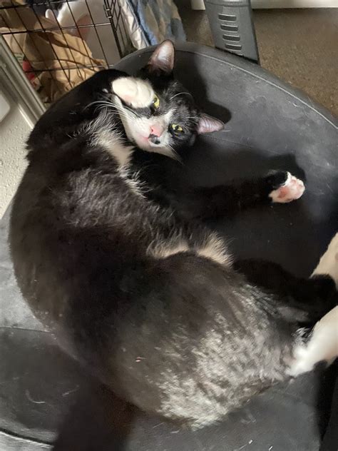 Missing/stolen cat “Ose.” My ex took him while I was away from my