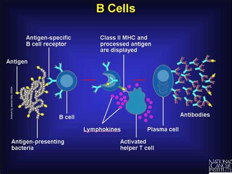 B Cells Interactive Health