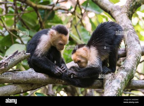 White Faced Capuchin Monkeys Cebus Capucinus Grooming Photographed