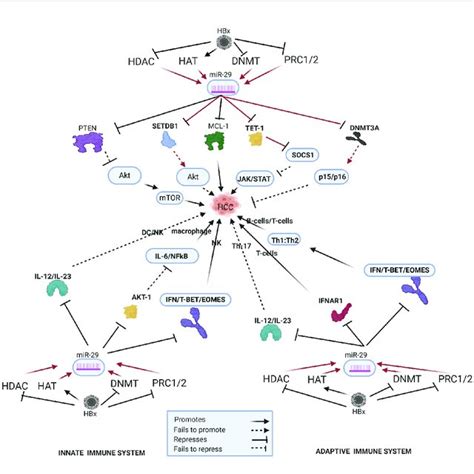 Epi Mir In Hbv Hcc And Immune Pathways Hdac Histone