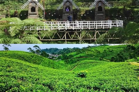 Jateng Tea Adventure Rasakan Sensasi Berada Di Tengah Kebun Teh Yang