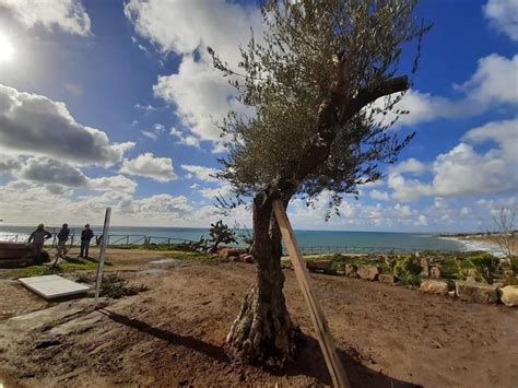 Ceneri Archeologo Vincenzo Tusa E Moglie In Parco Selinunte