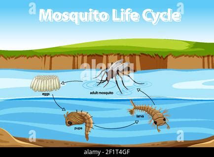 Diagram Showing Mosquito Life Cycle On White Background Stock Vector