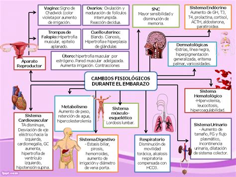 GinecologÍa Y Obstetricia 6 Cambios FisiolÓgicos Durante El Embarazo