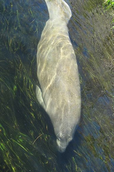 Florida Manatee Facts and Information | Anglers Hookup