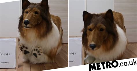 Man Buys A £12500 Realistic Dog Costume So He Can Live As A Collie