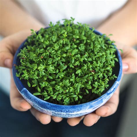 Garden Cress Seeds Sprouts In A Jar