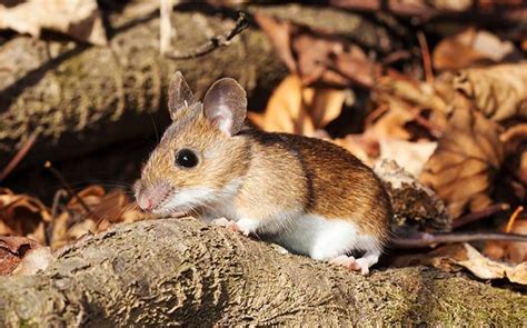 A Guide To White-Footed Mice In Washington State | Prosite Pest Control