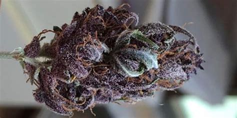 20 Popular Purple Cannabis Strains – The Chill Bud