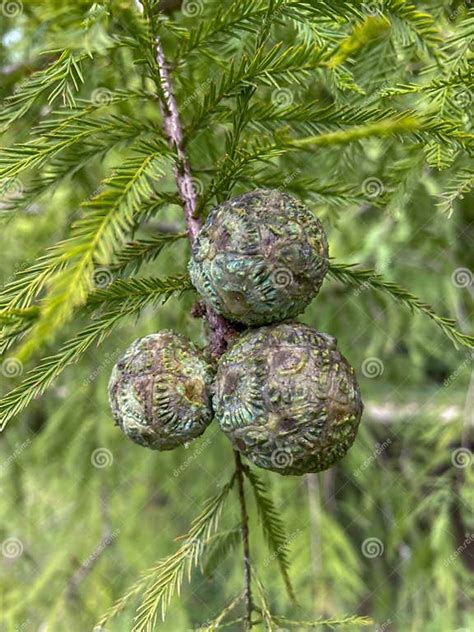 Tree Identification Fruit Bald Cypress Taxodium Distichum Stock