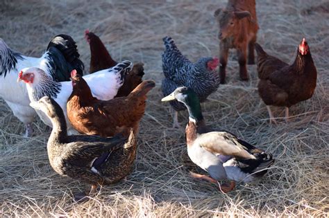 Ducks Vs Chickens Boots Hooves Homestead