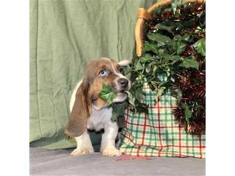 Basset Hound Puppies Las Vegas