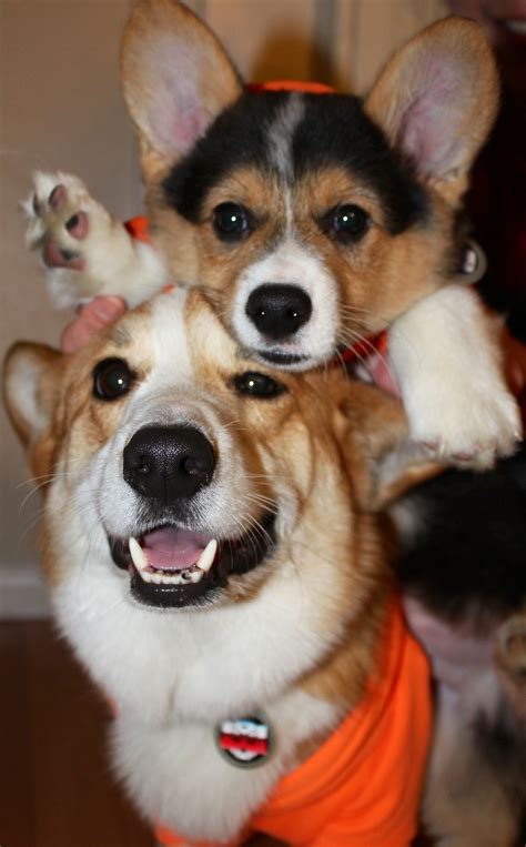 Stubbie 'Stu' the corgi : Random corgi cuteness!