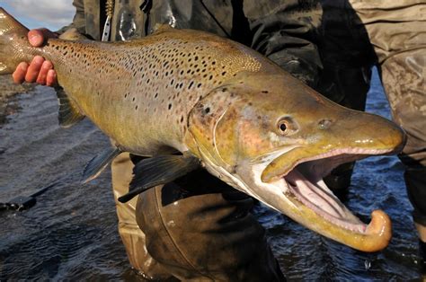 Brown Trout: The Anglers Guide to Salmo Trutta