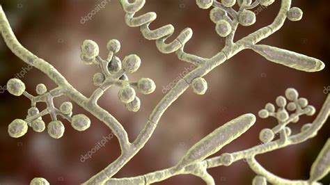 Hongos Trichophyton Mentagrophytes Ilustración 3d Que Muestra Macroconidios Conidióforos