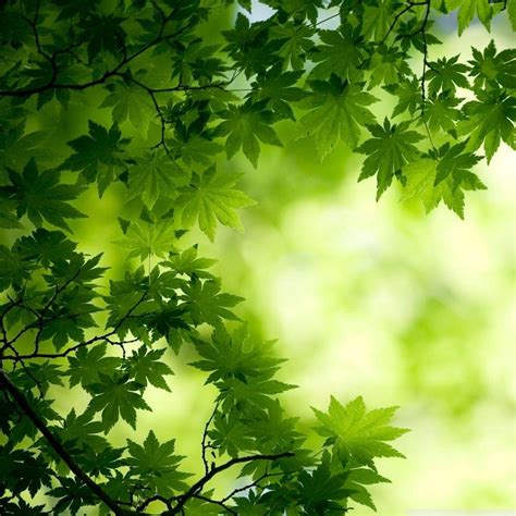 Green Tablet Wallpapers - Top Free Green Tablet Backgrounds - WallpaperAccess