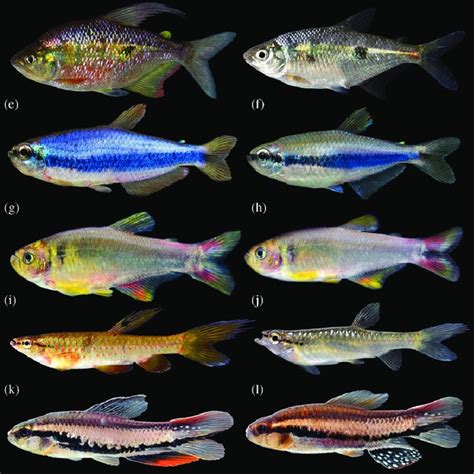 (PDF) A new sexually dichromatic miniature Hyphessobrycon (Teleostei: Characiformes: Characidae ...