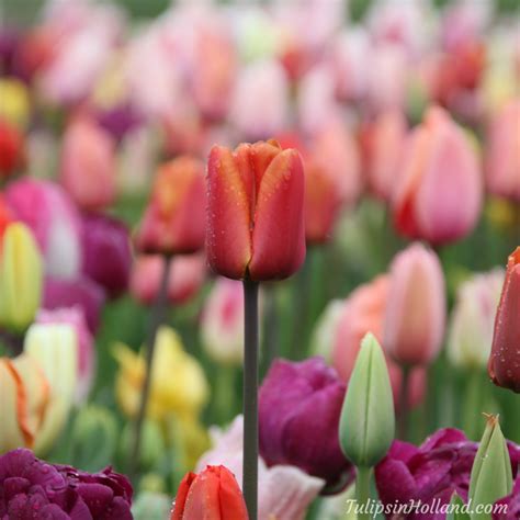 Tulips in Holland Happy Fathers Day, Tulips, Holland, Beautiful Flowers ...