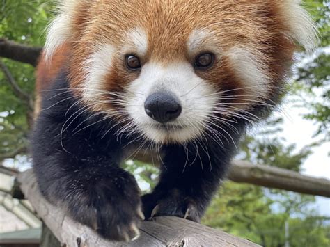 国際レッサーパンダデー2022④【international Red Panda Day 2022】 地方独立行政法人天王寺動物園