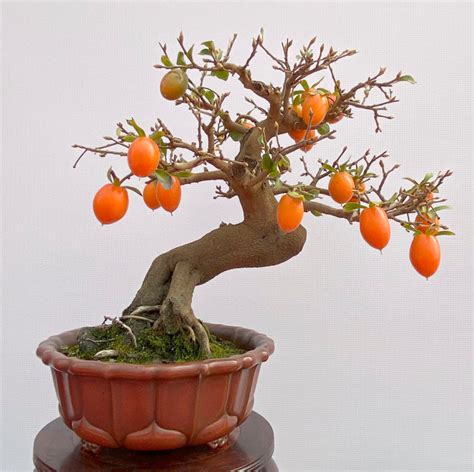 Penjing Perfection One Year Later & the Upcoming 2020 Japan Bonsai Exp – Stone Lantern