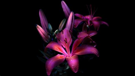 purple lily wallpaper  dark aesthetic bloom glowing