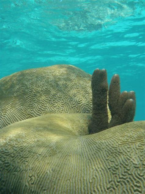 Desde Caye Caulker Excursión de 3 horas de snorkel en la Reserva Marina