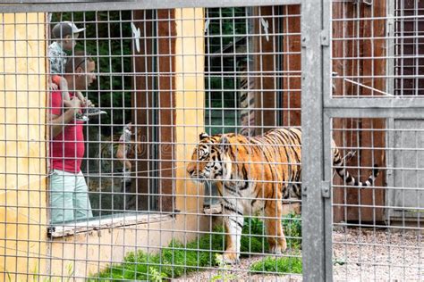 Dad And Kid Standing In Zoo And Looking At Tiger In Cage Editorial