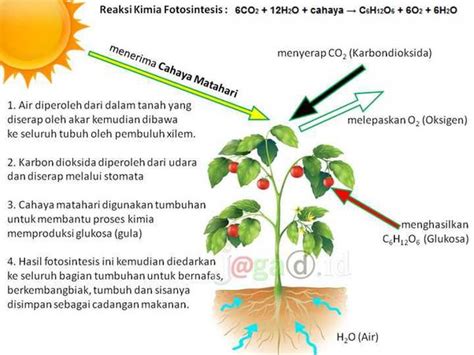 Hasil Dari Proses Fotosintesis Pada Tumbuhan Adalah Homecare24