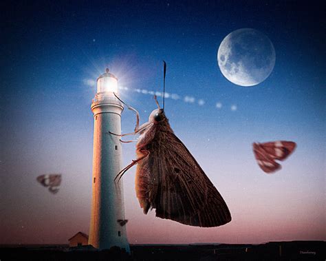 moth   flame  behance
