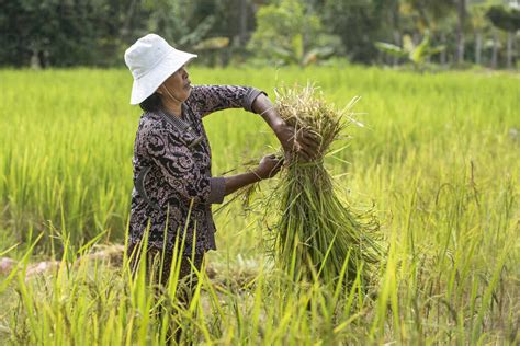 Rice harvesting in Siem Reap, Cambodia, Indochina, Southeast Asia, Asia ...