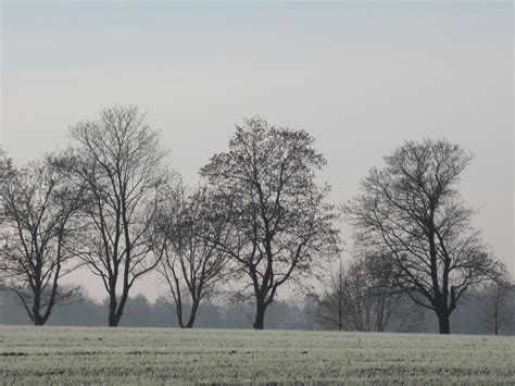 Gratis Afbeeldingen Landschap Natuur Gras Tak Sneeuw Koude