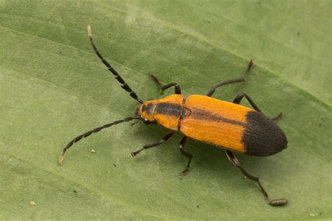 Subjects Beetles Nature Closeups