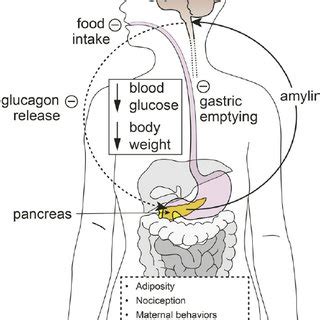 (PDF) Amylin: Pharmacology, Physiology, and Clinical Potential