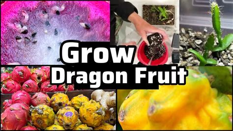 How To Grow Dragon Fruit From SEED From Grocery Store Produce Yellow