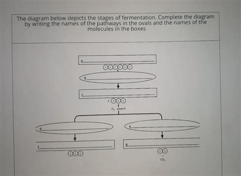 diagram stages  fermentation rbiology
