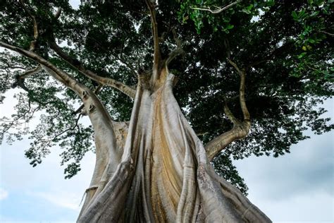 Bayan Ancient Tree In Bali The Kayu Putih Giant Tree