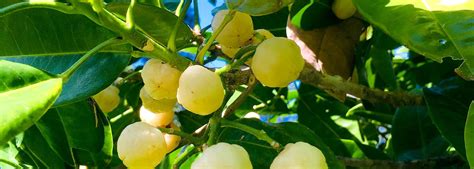Lemon Aspen Trees Rosebank Growers