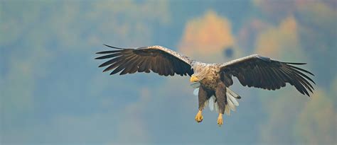 Deszczowy dzień w czatowni Poland WildLife Kutno