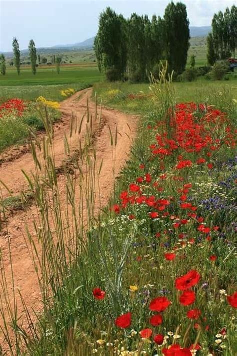 Pin By Lina Roncari On Estate L Allegria Dei Colori Beautiful Nature