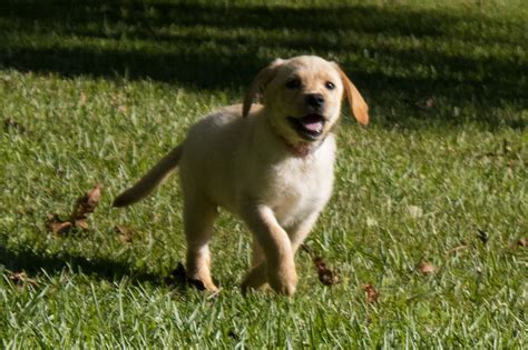 Available Puppies Northern Lakes Labradors