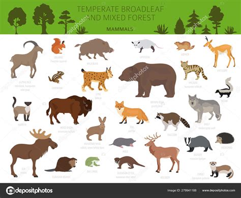 Temperate broadleaf forest and mixed forest biome. Terrestrial e ...